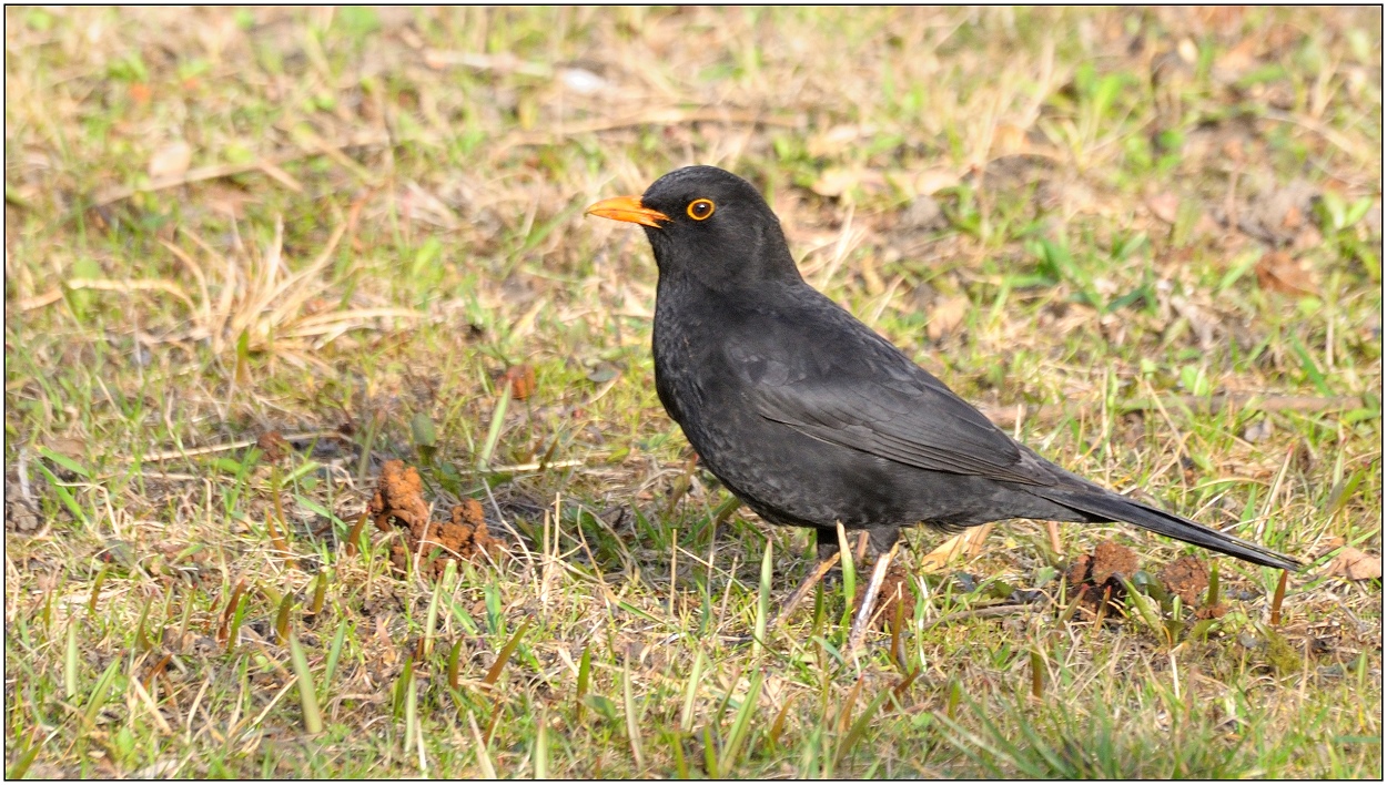 ... Amsel ...