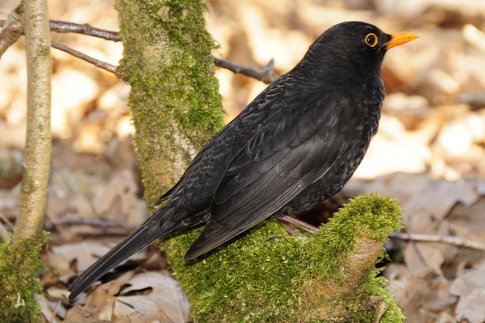 Amsel