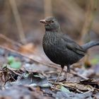 Amsel