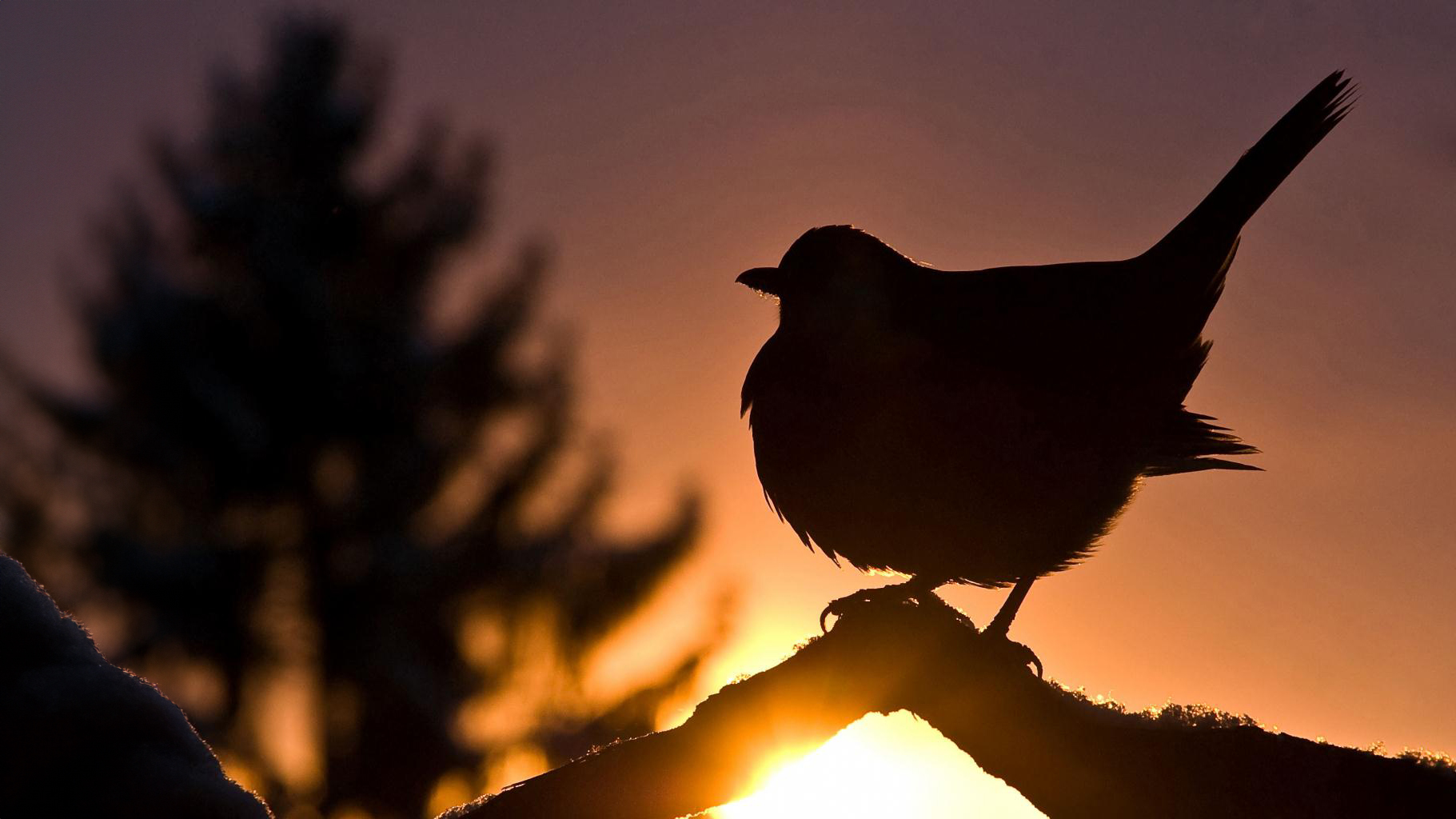 Amsel