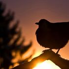 Amsel