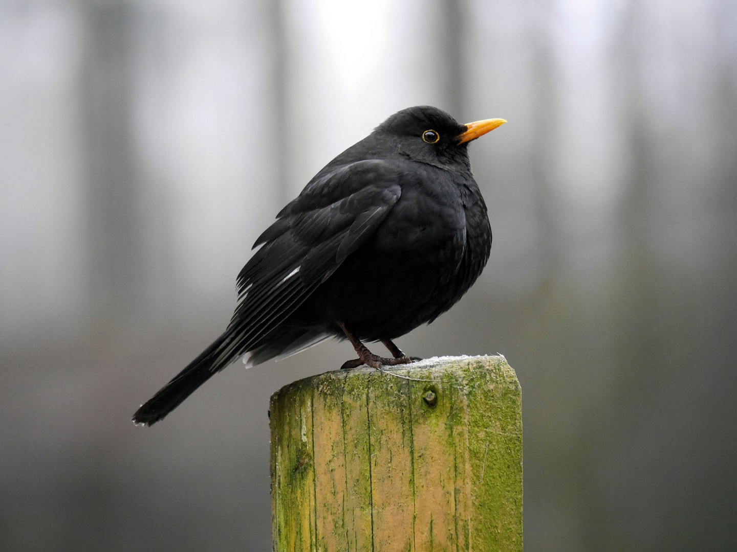 Amsel