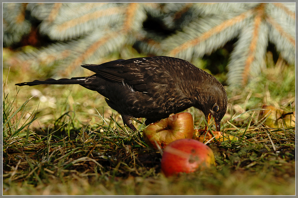 Amsel......