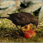 Amsel......