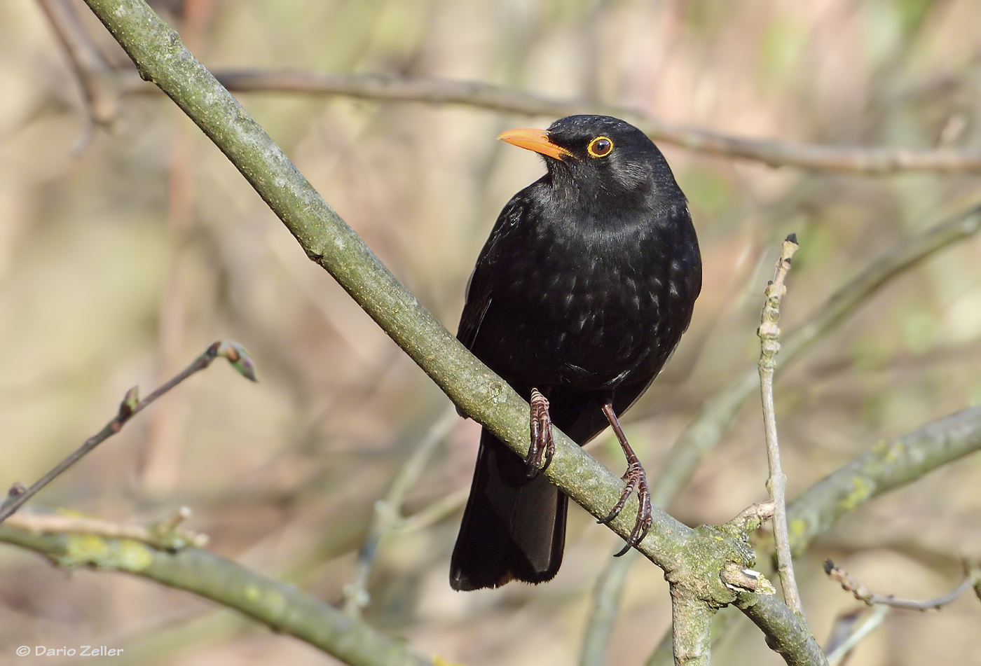 Amsel