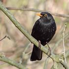 Amsel