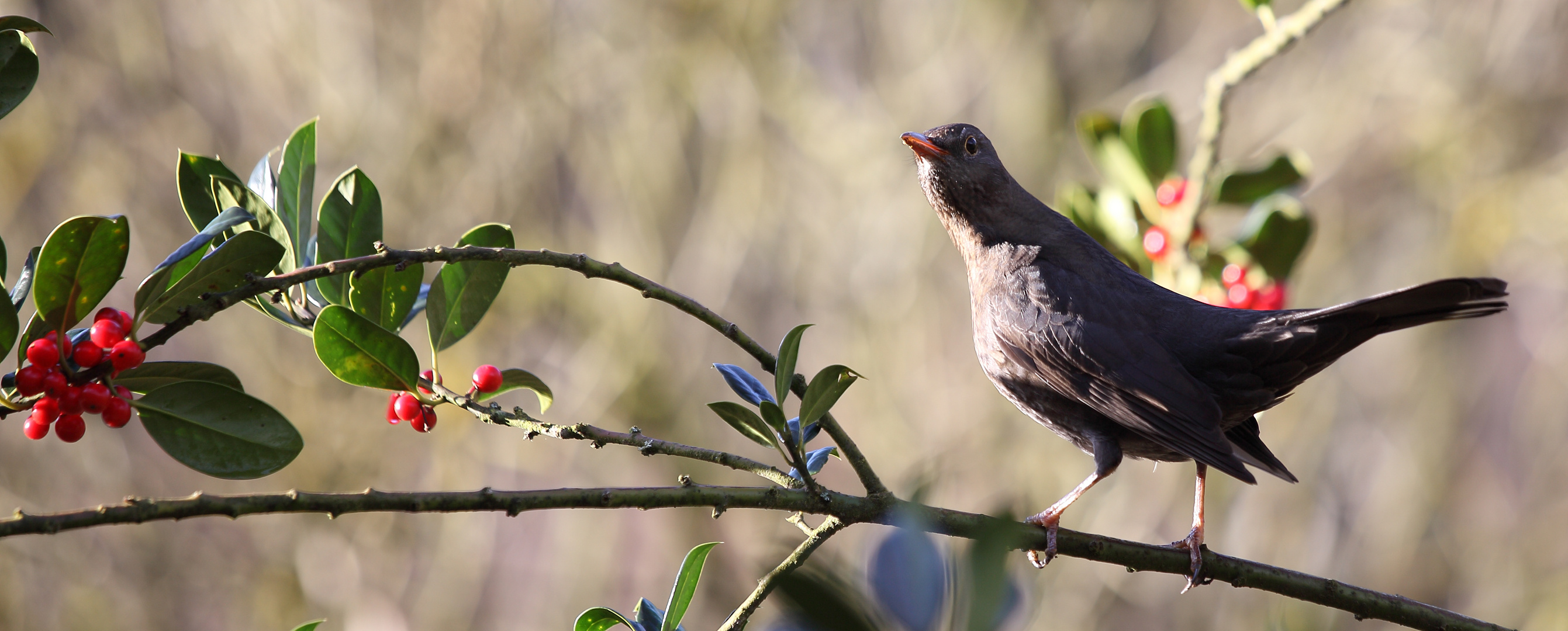 Amsel