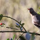 Amsel