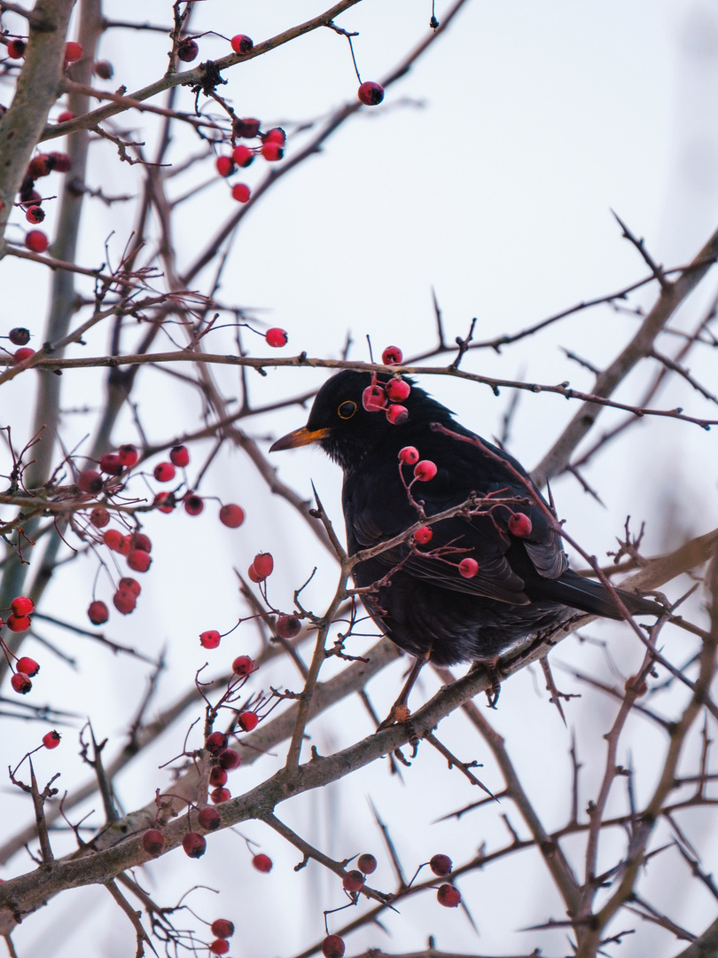 Amsel