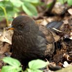 Amsel