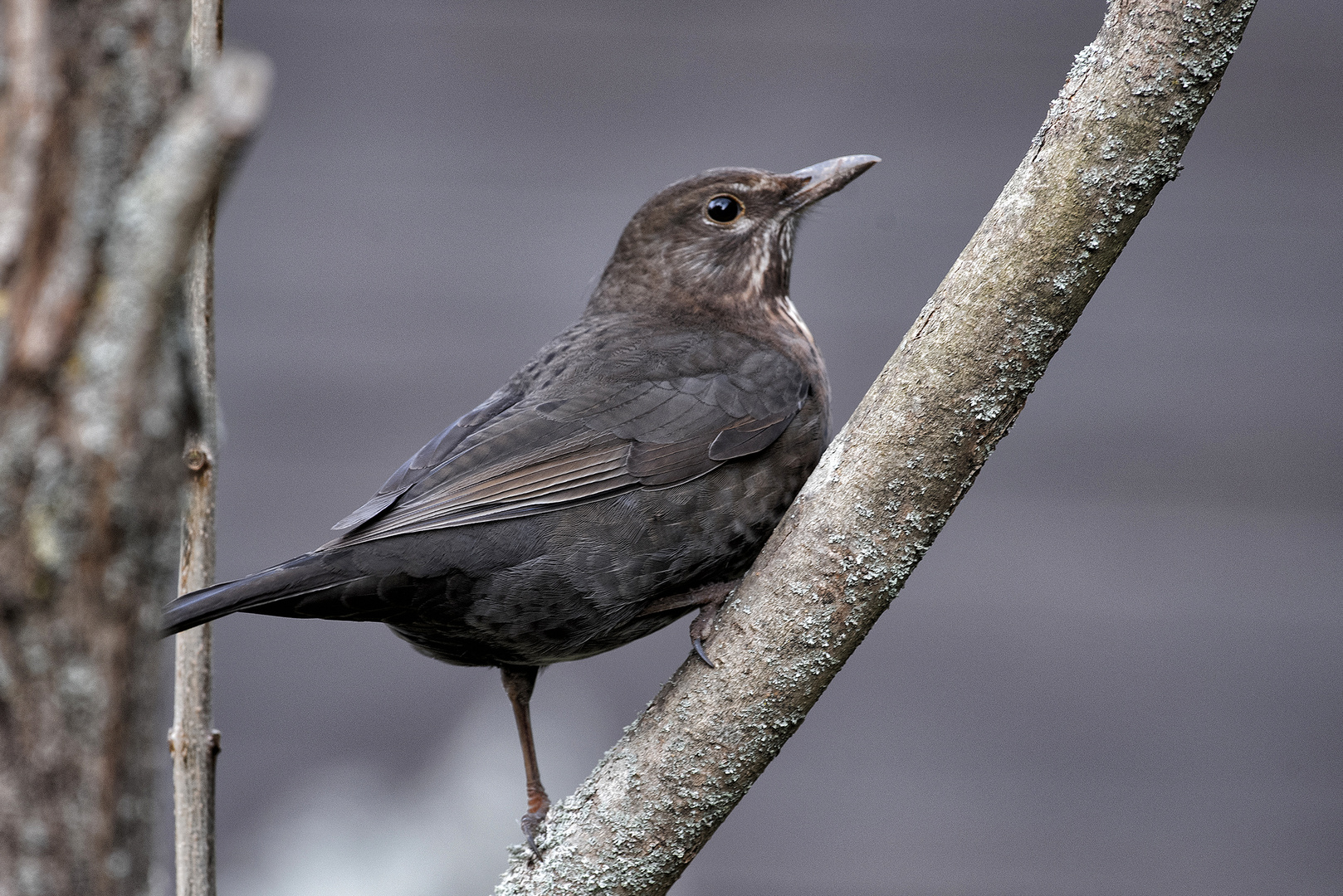 Amsel