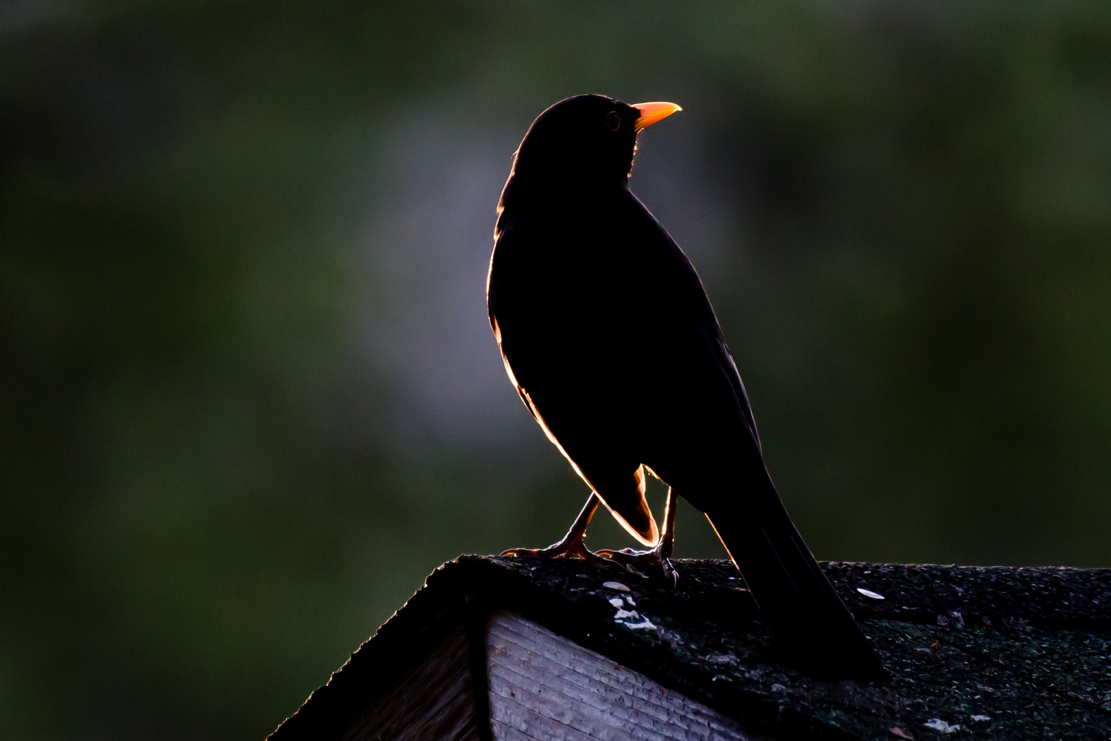 Amsel