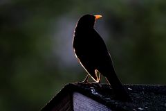 Amsel