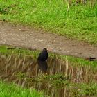 Amsel