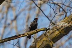 Amsel 