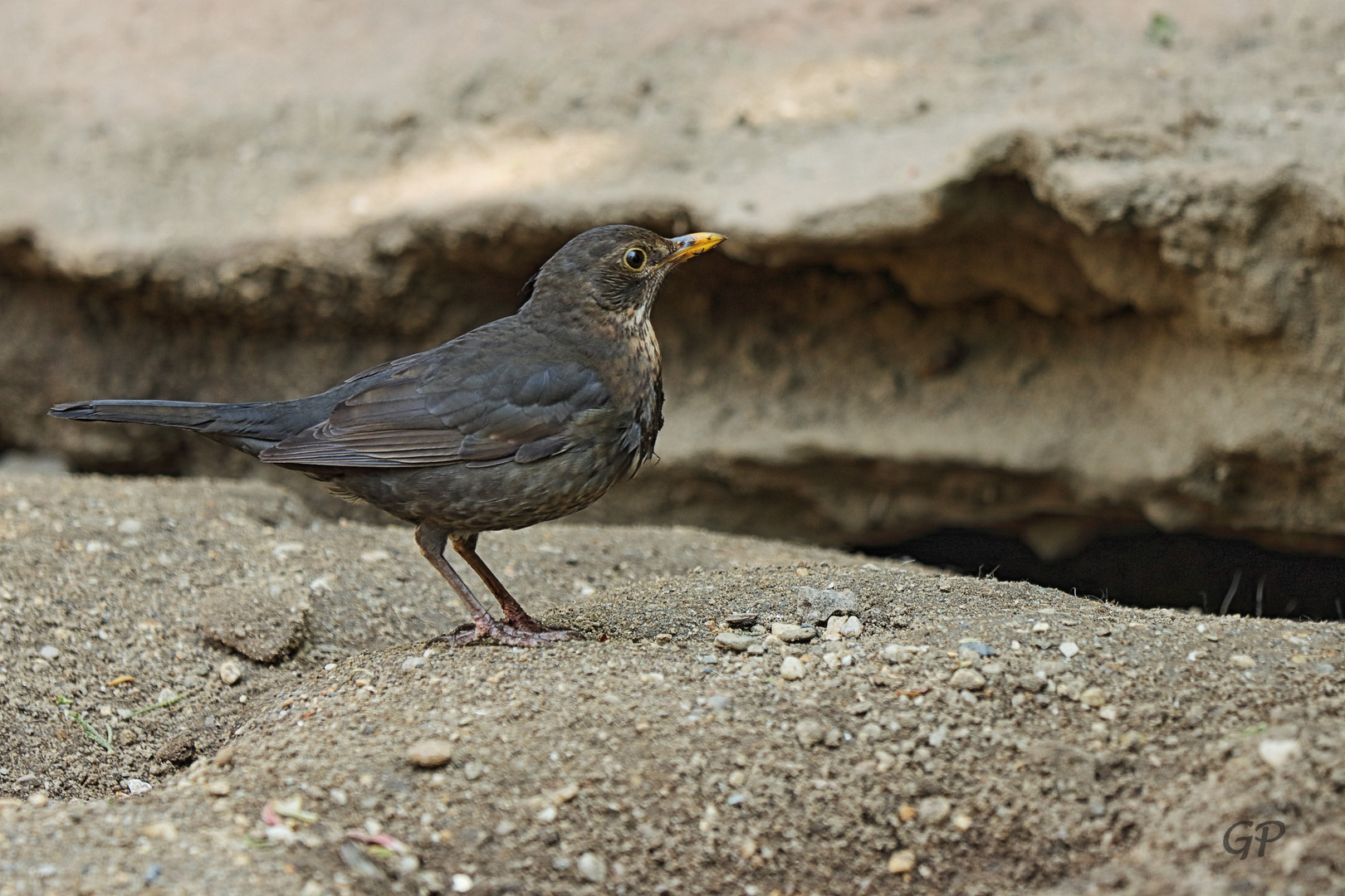 Amsel