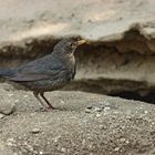 Amsel