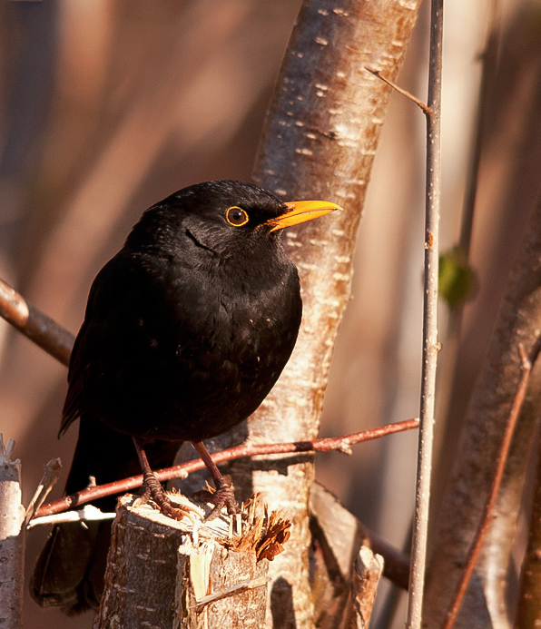 Amsel