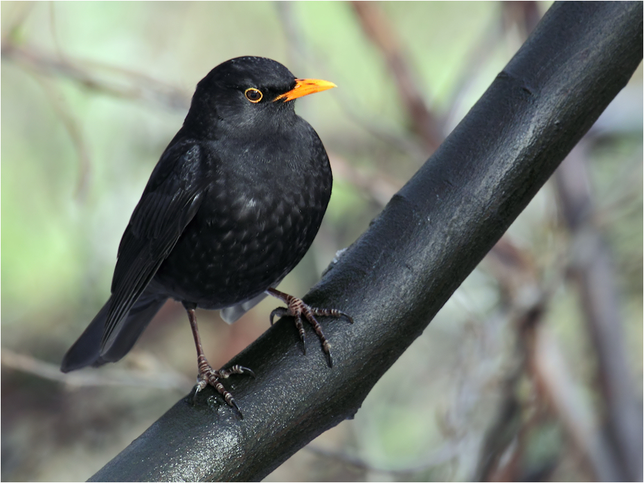 Amsel