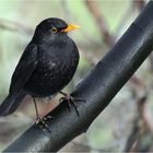 Amsel