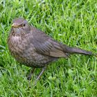 Amsel