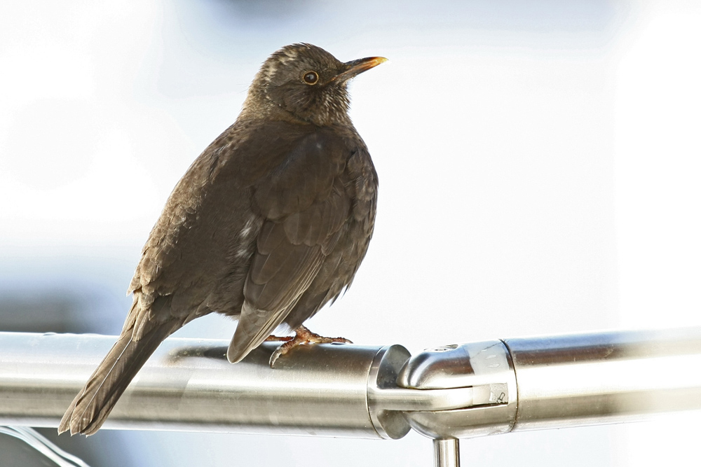 ...Amsel...