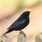 Amsel