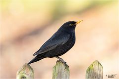 Amsel