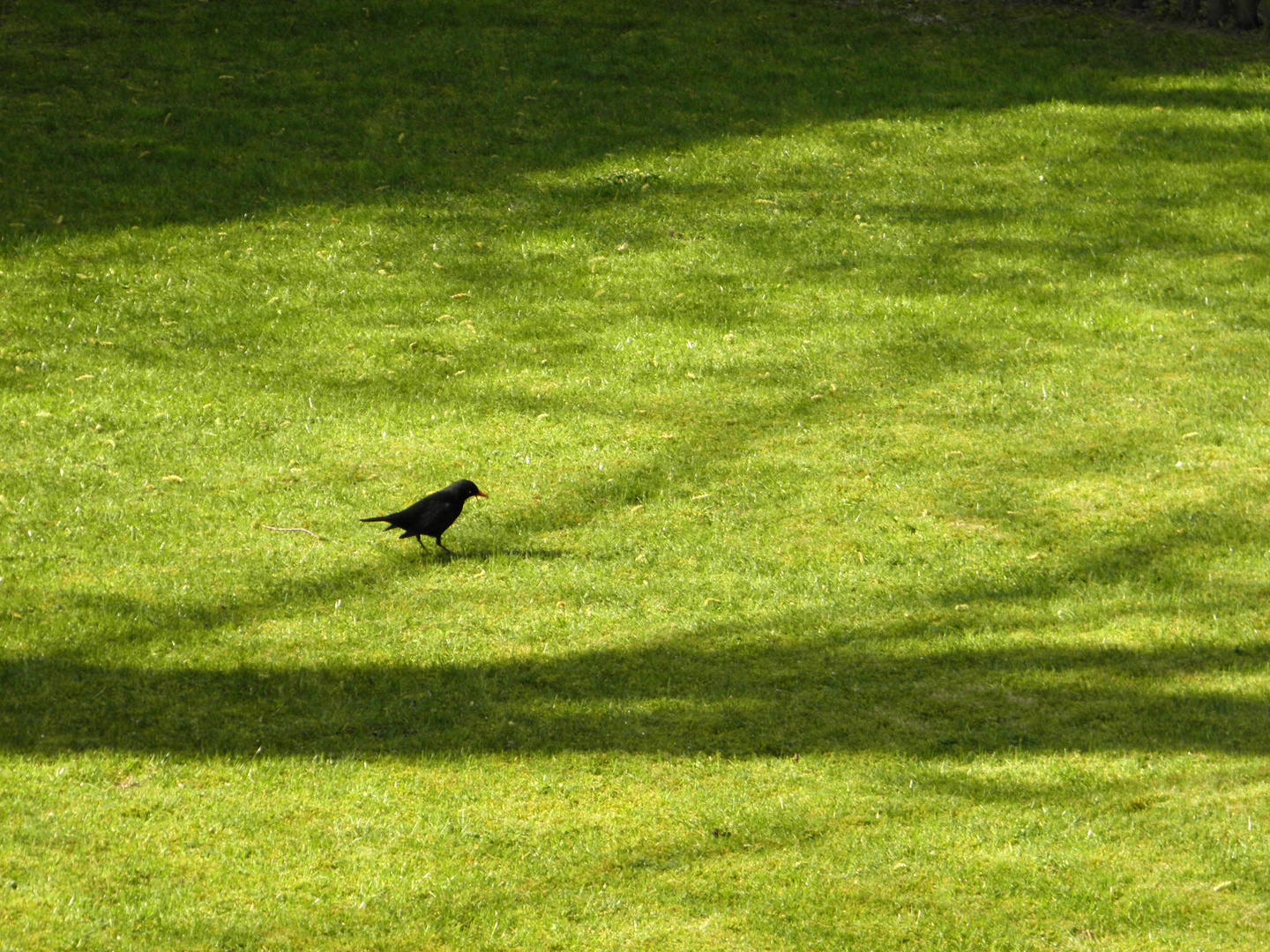 Amsel