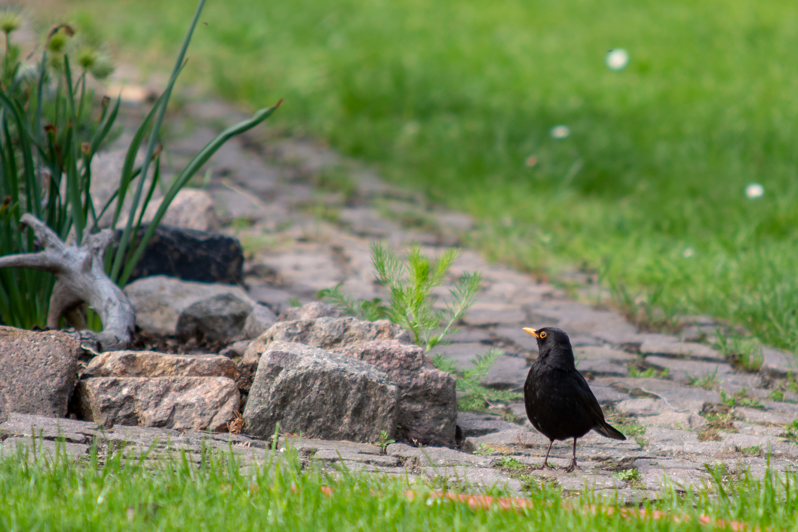  Amsel