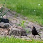  Amsel