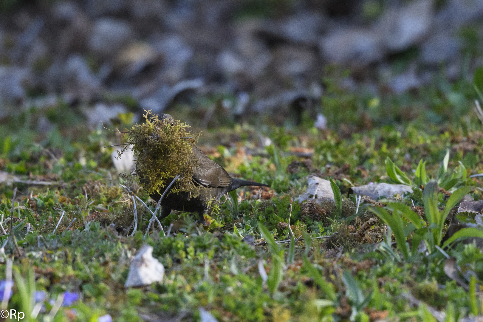 Amsel