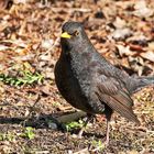 Amsel