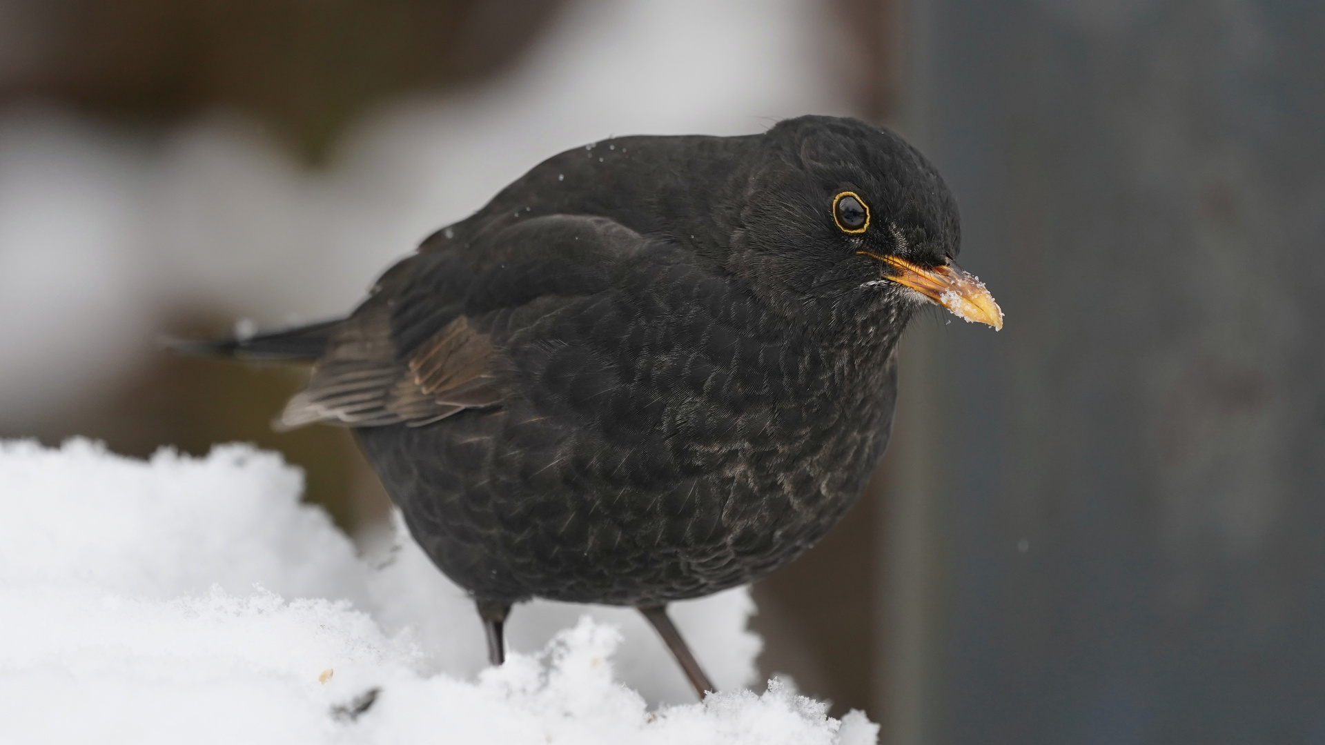 Amsel 