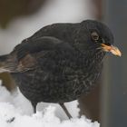 Amsel 