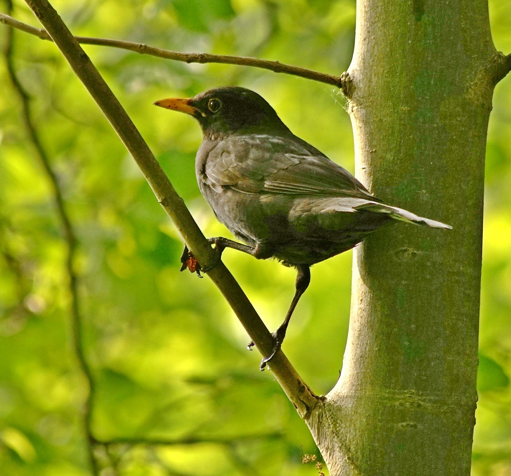 Amsel