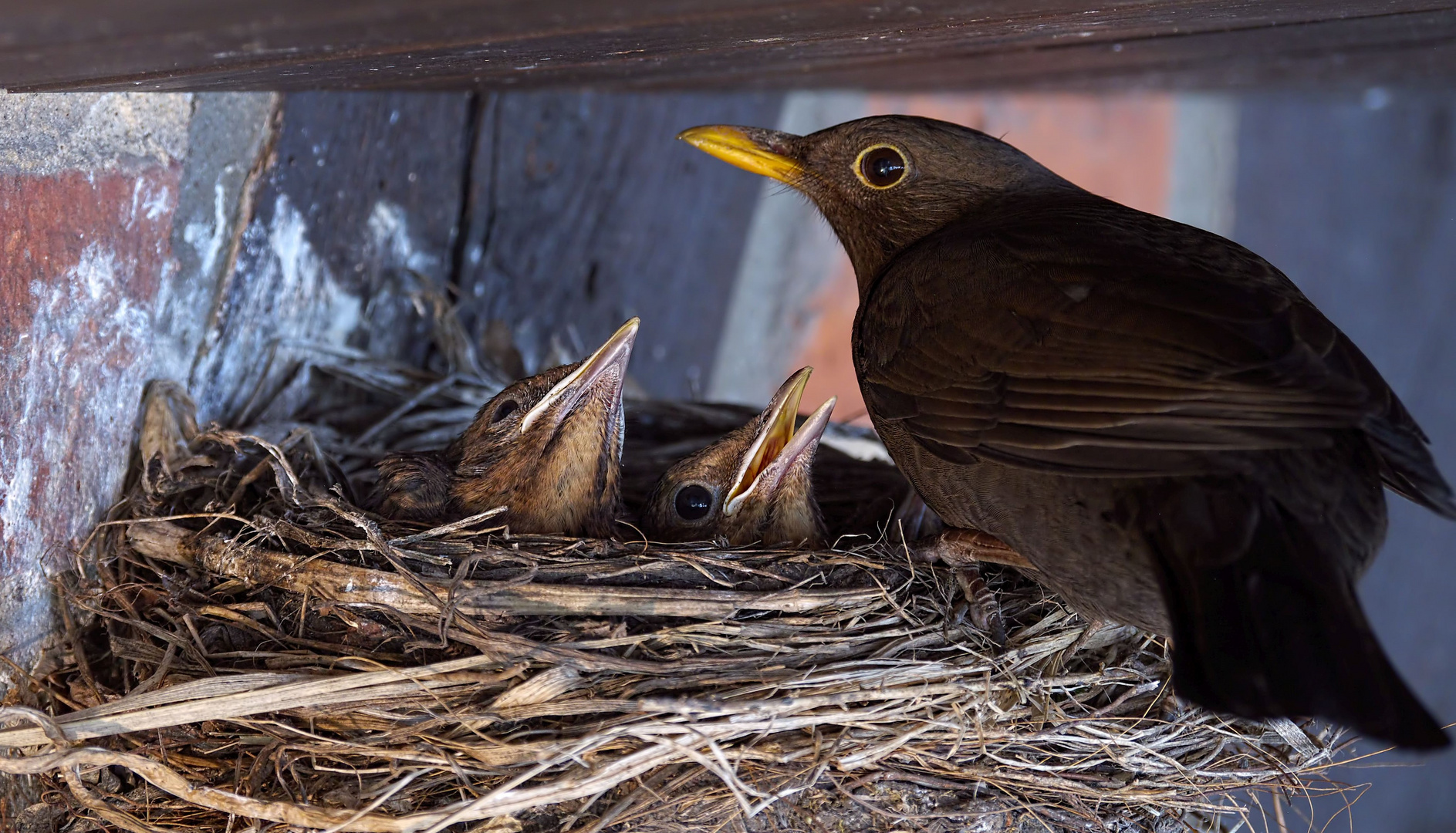 * Amsel *