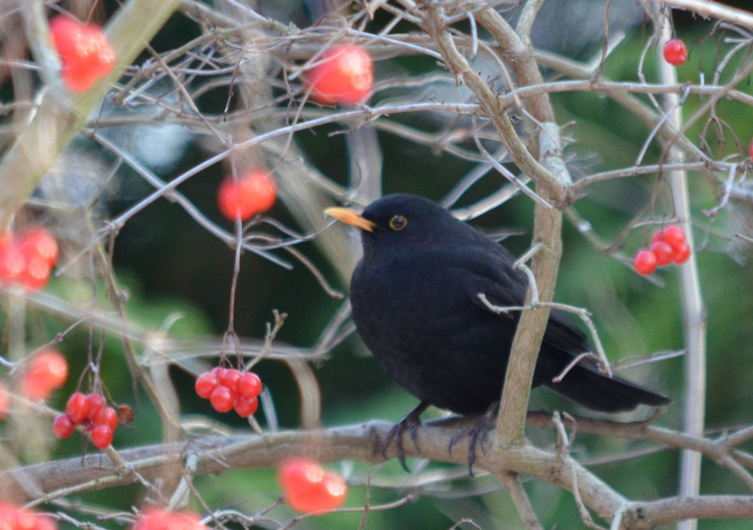 Amsel