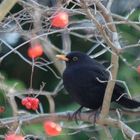 Amsel