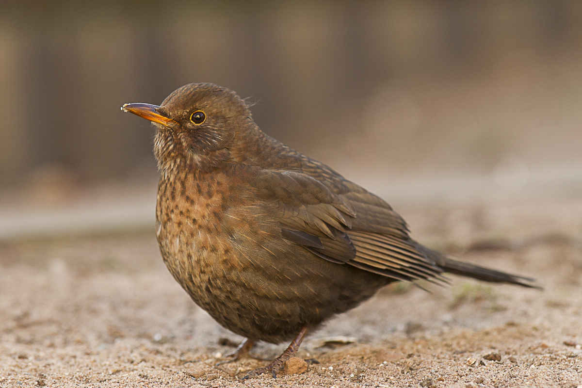 Amsel