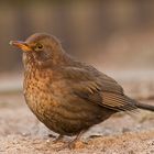 Amsel