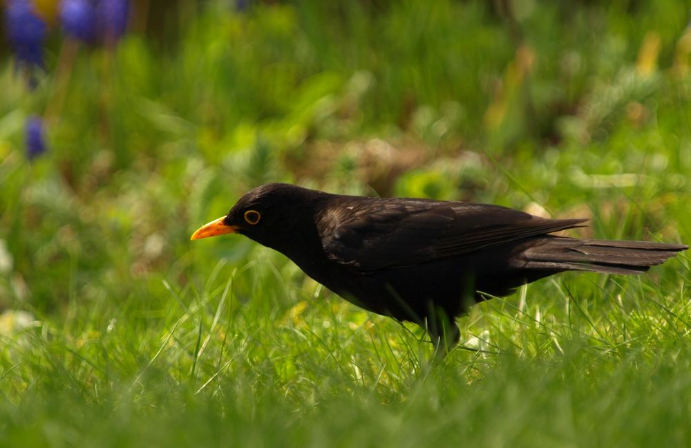 Amsel