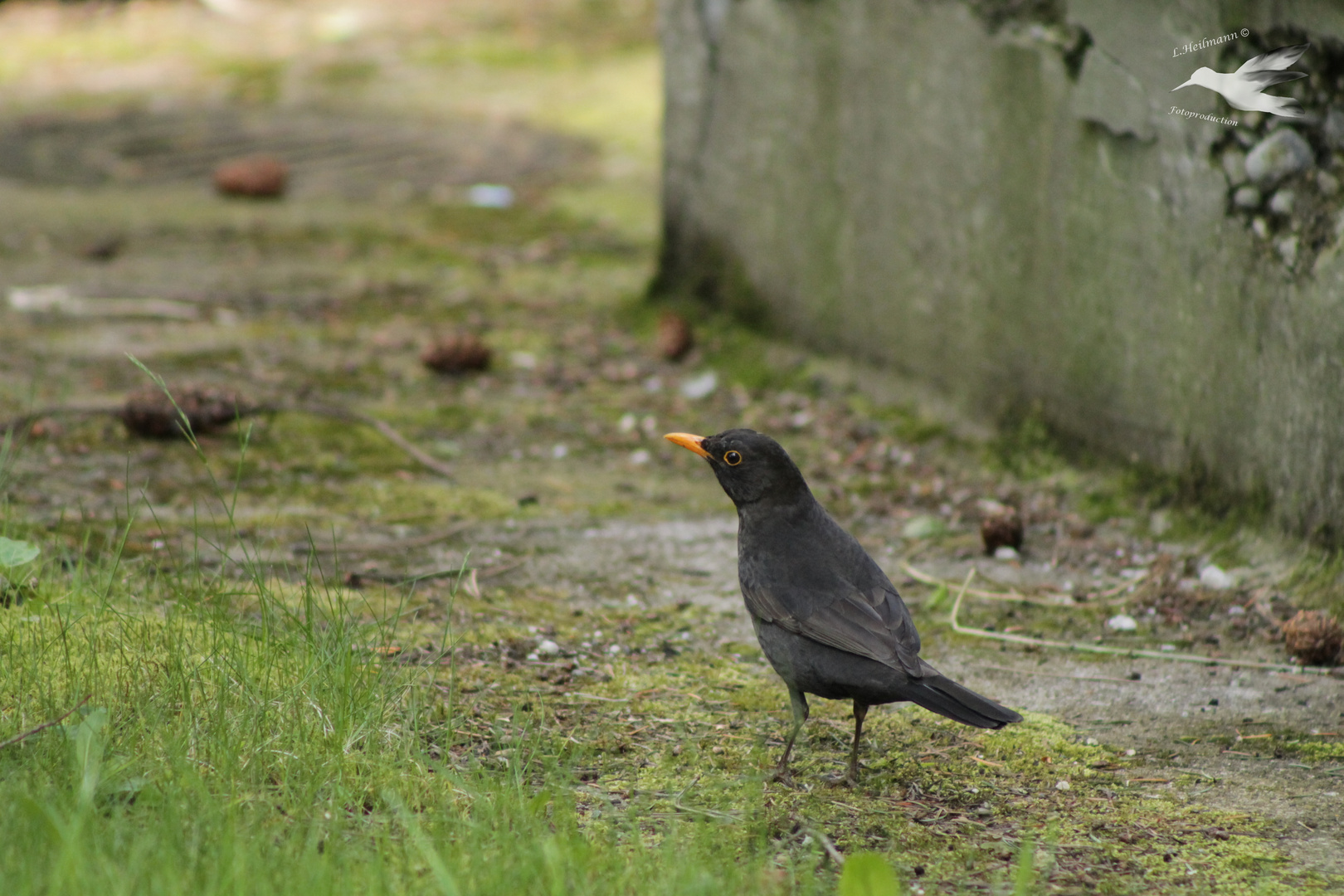 Amsel