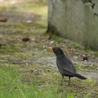 Amsel