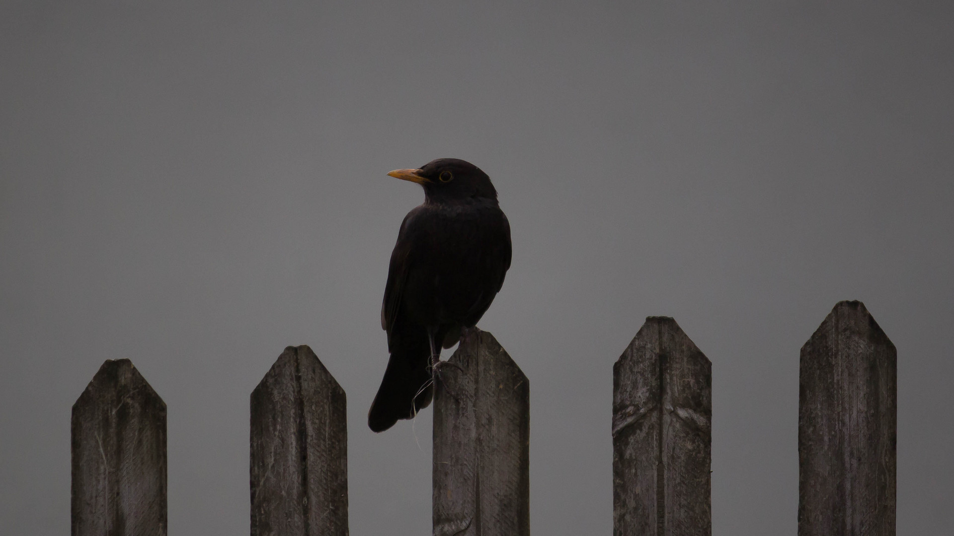 Amsel