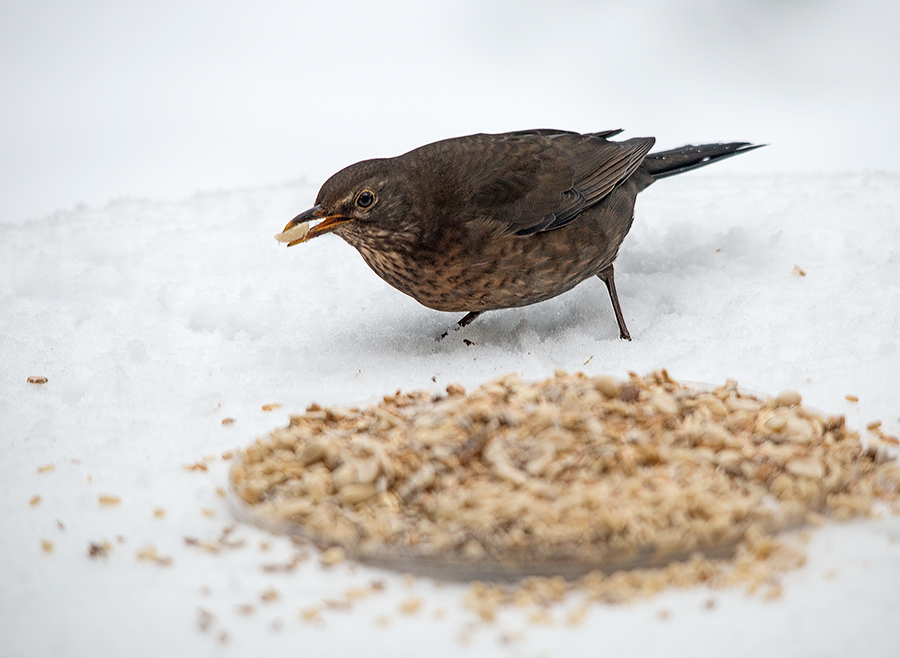 Amsel