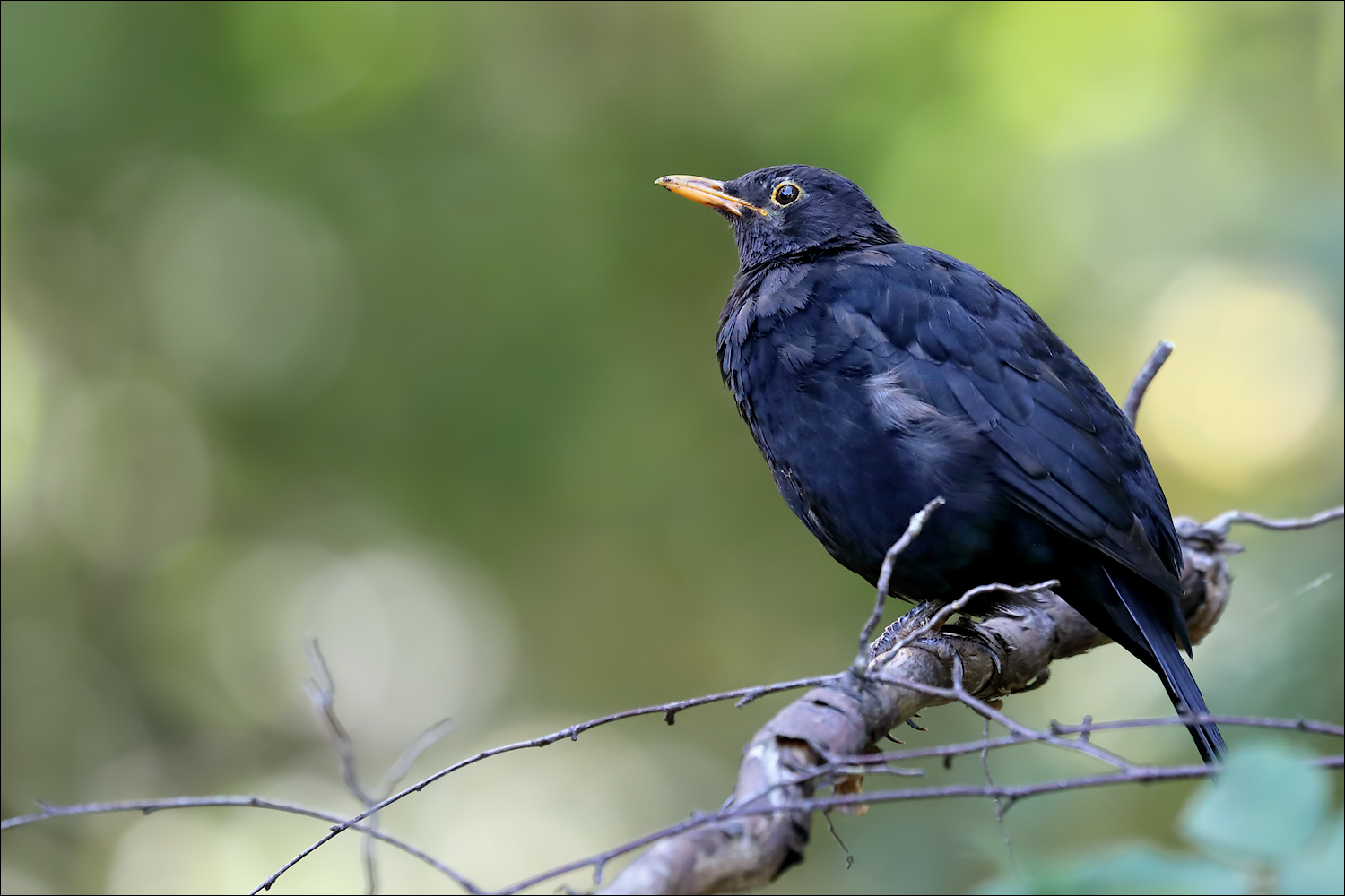 Amsel