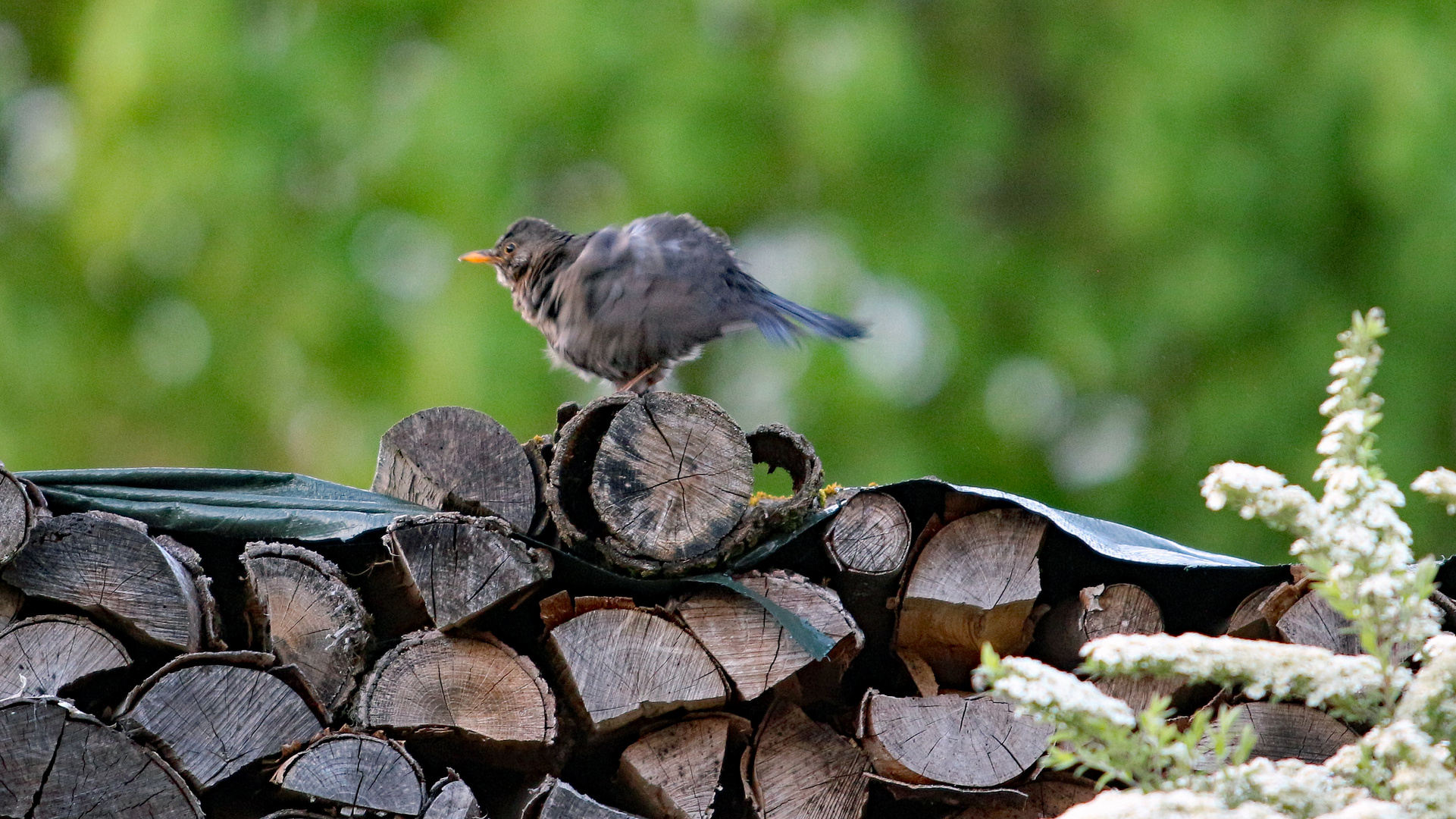 Amsel