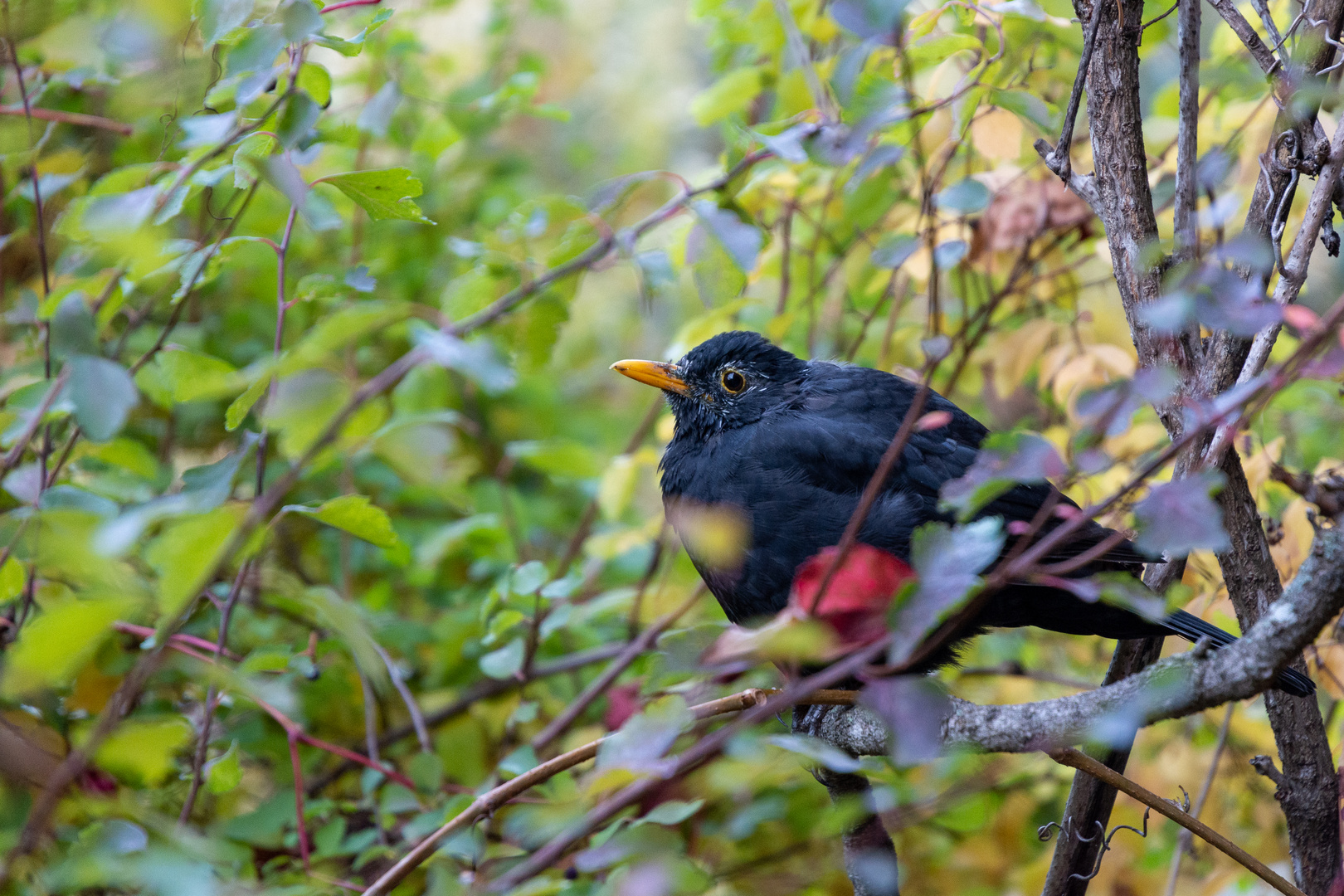 Amsel