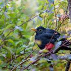 Amsel